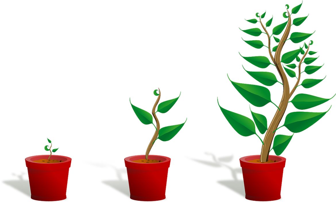 Plant-sapling.png